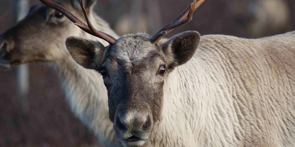 Commission indépendante sur les caribous forestiers et montagnards